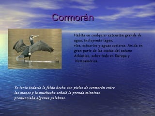 Cormorán
                                   Habita en cualquier extensión grande de
                                   agua, incluyendo lagos,
                                   ríos, estuarios y aguas costeras. Anida en
                                   gran parte de las costas del océano
                                   Atlántico, sobre todo en Europa y
                                    Norteamérica.




Yo tenía todavía la falda hecha con pieles de cormorán entre
las manos y la muchacha señaló la prenda mientras
pronunciaba algunas palabras.
 