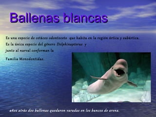 Ballenas blancas
Es una especie de cetáceo odontoceto que habita en la región ártica y subártica.
Es la única especie del género Delphinapterus y
junto al narval conforman la
Familia Monodontidae.




  años atrás dos ballenas quedaron varadas en los bancos de arena.
 