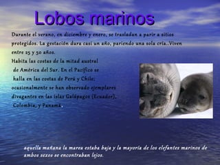 Lobos marinos
Durante el verano, en diciembre y enero, se trasladan a parir a sitios
protegidos. La gestación dura casi un año, pariendo una sola cría..Viven
entre 25 y 50 años.
Habita las costas de la mitad austral
 de América del Sur. En el Pacífico se
 halla en las costas de Perú y Chile;
ocasionalmente se han observado ejemplares
divagantes en las islas Galápagos (Ecuador),
 Colombia, y Panamá .




     aquella mañana la marea estaba baja y la mayoría de los elefantes marinos de
     ambos sexos se encontraban lejos.
 