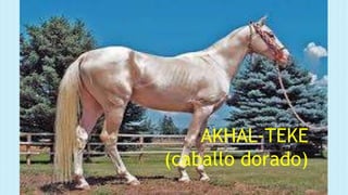 AKHAL-TEKE
(caballo dorado)
 