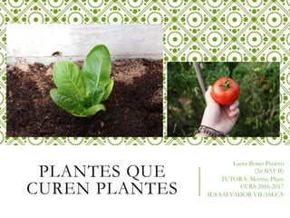 PLANTES QUE
CUREN PLANTES
Laura Bonet Pizarro
(2n BAT B)
TUTORA: Montse Plans
CURS 2016-2017
IES SALVADOR VILASECA
 