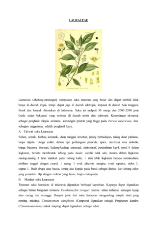 LAURACEAE
Lauraceae (Medang-medangan) merupakan suku tanaman yang besar dan dapat tumbuh tidak
hanya di daerah tropis, tetapi dapat juga di daerah subtropis, terpusat di daerah Asia tenggara,
Brasil dan banyak ditemukan di Indonesia. Suku ini meliputi 30 marga dan 2000-2500 jenis
(beda setiap bukunya) yang terbesar di daerah tropis dan subtropis. Kepentingan ekonomi,
sebagai penghasil minyak aromatis, kandungan protein yang tinggi pada Persea americana, dan
sebagian anggotanya adalah penghasil kayu.
A. Ciri-ciri suku Lauraceae
Pohon, semak, berbau aromatik, daun tunggal, tersebar, jarang berhadapan, tulang daun pinnatus,
tanpa stipula. Bunga axillar, dalam tipe perbungaan panicula, spica, racemosa atau umbella;
bunga biasanya bisexual, kadang-kadang unisexual, aktinomorf; perianthium kecil, sepal 6 dalam
lingkaran, bersatu membentuk tabung pada dasar; corolla tidak ada; stamen dalam lingkaran
masing-masing 3 helai melekat pada tabung kalix, 1 atau lebih lingkaran berupa staminodium;
pistilium tunggal dengan carpel, 1 ruang, 1 ovul, placenta margina, ovari superior, stylus 1,
stigma 1. Buah drupa atau bacca, sering ada kupula pada basal sebagai derivat dari tabung calyx
yang persisten. Biji dengan embrio yang besar, tanpa endosperm.
B. Manfaat suku Lauraceae
Tanaman suku lauraceae di indonesia digunakan berbagai keperluan. Kayunya dapat digunakan
sebagai bahan bangunan terutama Eusideroxylen zwageri karena tahan terhadap serangan rayap
atau cacing dan serangga. Banyak jenis dari suku lauraceae mengandung minyak atsiri yang
penting, misalnya Cinnamomum camphora (Campora) digunakan sebagai Pengharum kamfer,
(Cinnamomu iners) sintok mayong dapat digunakan sebagai obat.
 