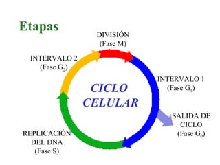 CICLO  CELULAR Etapas DIVISIÓN (Fase M) REPLICACIÓN DEL DNA (Fase S) SALIDA DE CICLO (Fase G 0 ) INTERVALO 1 (Fase G 1 ) INTERVALO 2 (Fase G 2 ) 