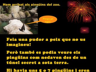 Hem arribat als pingüins del zoo. Feia una pudor a peix que no us imagineu! Però també es podia veure els pingüins com nedaven des de un túnel secret a sota terra. Hi havia uns 5 o 7 pingüins i eren molt bonics Pingu,pingüí. 