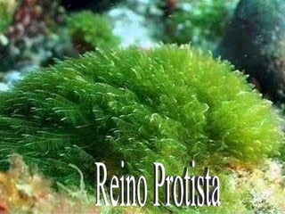 Reino Protista 