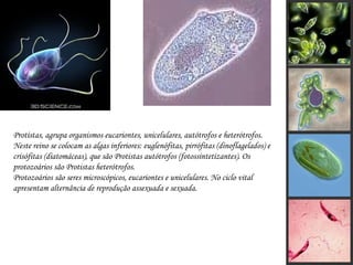 Protistas, agrupa organismos eucariontes, unicelulares, autótrofos e heterótrofos. Neste reino se colocam as algas inferiores: euglenófitas, pirrófitas (dinoflagelados) e crisófitas (diatomáceas), que são Protistas autótrofos (fotossintetizantes). Os protozoários são Protistas heterótrofos.  Protozoários são seres microscópicos, eucariontes e unicelulares. No ciclo vital apresentam alternância de reprodução assexuada e sexuada.  
