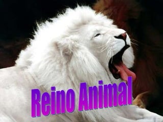 Reino Animal 
