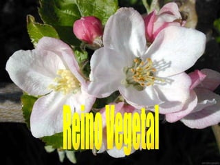 Reino Vegetal 
