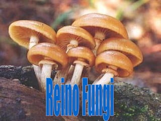 Reino Fungi 