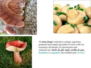 No  reino fungi  é onde ficam os fungos, organismos geralmente macroscópios (que podem ser vistos à olho nu), eucariontes, heterótrofos. Os representantes mais conhecidos são o  bolor de pão ,  mofo ,  orelha de pau ,  leveduras  e o  cogumelo . São estudados pela  Micologia .  