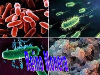 Reino Monera 