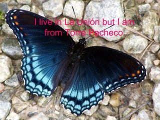 I live in La Unión but I am from inI live in La Unión but I am from in
Torre Pacheco.Torre Pacheco.
I live in La Unión but I am
from Torre Pacheco
 