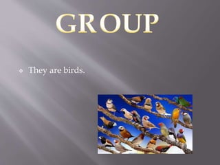  They are birds.
 