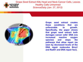 GRAPE SEED EXTRACT KILLS HEAD AND NECK CANCER CELLS, LEAVES HEALTHY ...