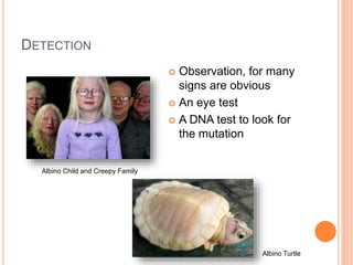 DETECTION
 Observation, for many
signs are obvious
 An eye test
 A DNA test to look for
the mutation
Albino Child and Creepy Family
Albino Turtle
 