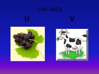 UVA VACA
U V
 