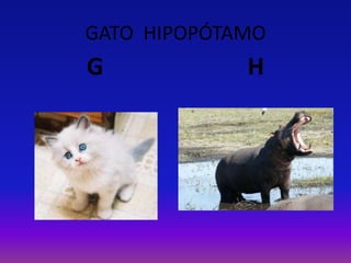 GATO HIPOPÓTAMO
G H
 