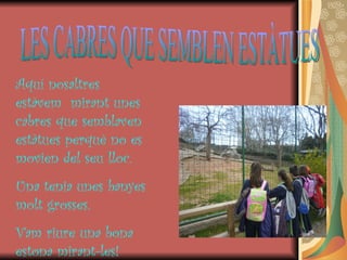 LES CABRES QUE SEMBLEN ESTÀTUES Aquí nosaltres estàvem  mirant unes cabres que semblaven estàtues perquè no es movien del seu lloc. Una tenia unes banyes molt grosses. Vam riure una bona estona mirant-les! 