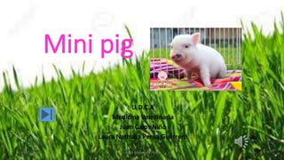 Mini pig
U.D.C.A
Medicina Veterinaria
Juan Calos Niño
Laura Nathalia Perea Guerrero
07/11/2016 LAURA NATAHALIA PEREA
 