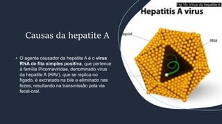 • O agente causador da hepatite A é o vírus
RNA de fita simples positiva, que pertence
à família Picornaviridae, denominado vírus
da hepatite A (HAV), que se replica no
fígado, é excretado na bile e eliminado nas
fezes, resultando na transmissão pela via
fecal-oral.
Causas da hepatite A
Fig.16- Vírus da hepatite A
 