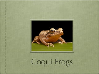 Coqui Frogs
 