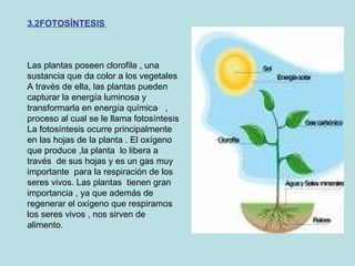 3.2FOTOSÍNTESIS  Las plantas poseen clorofila , una sustancia que da color a los vegetales A través de ella, las plantas pueden capturar la energía luminosa y transformarla en energía química  , proceso al cual se le llama fotosíntesis La fotosíntesis ocurre principalmente en las hojas de la planta . El oxígeno que produce ,la planta  lo libera a través  de sus hojas y es un gas muy importante  para la respiración de los seres vivos. Las plantas  tienen gran importancia , ya que además de regenerar el oxígeno que respiramos los seres vivos , nos sirven de alimento. 