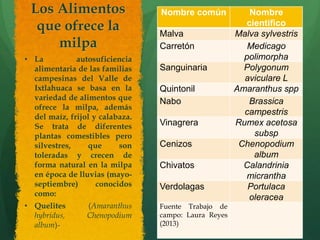 Los Alimentos
que ofrece la
milpa
• La autosuficiencia
alimentaria de las familias
campesinas del Valle de
Ixtlahuaca se b...