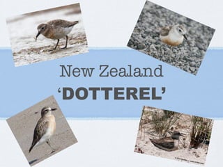 New Zealand
‘DOTTEREL’
 