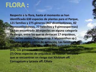 FLORA : Respecto a la flora, hasta el momento se han identificado 630 especies de plantas para el Parque, 121 familias y 275 géneros (467 dicotiledóneas, 82 monocotiledóneas, 77 helechos y 9 gimnospermas) Se han encontrado 20 especies en alguna categoría de riesgo, entre las que se destacan 17 orquídeas, dos de las cuales (Telipogonsp. Y Myoxanthussp.) Están en estado crítico de extinción. Las familias más representativas son Asteraceae (30) y Orchidaceae (22). Los géneros más ricos son Ficus (7) y Anthurium (7) Otras especies de orquídeas de hábitat terrestre que se encuentran en riesgo son Xilobiumaff. Corrugatum y Lycasteaff. Ciliata