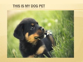 THIS IS MY DOG PET
 