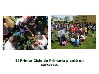 El Primer Ciclo de Primaria plantó un  carrascu . 