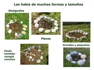 Desiguales Planas Grandes y pequeñas Las había de muchas formas y tamaños Paula también recogió conchas 