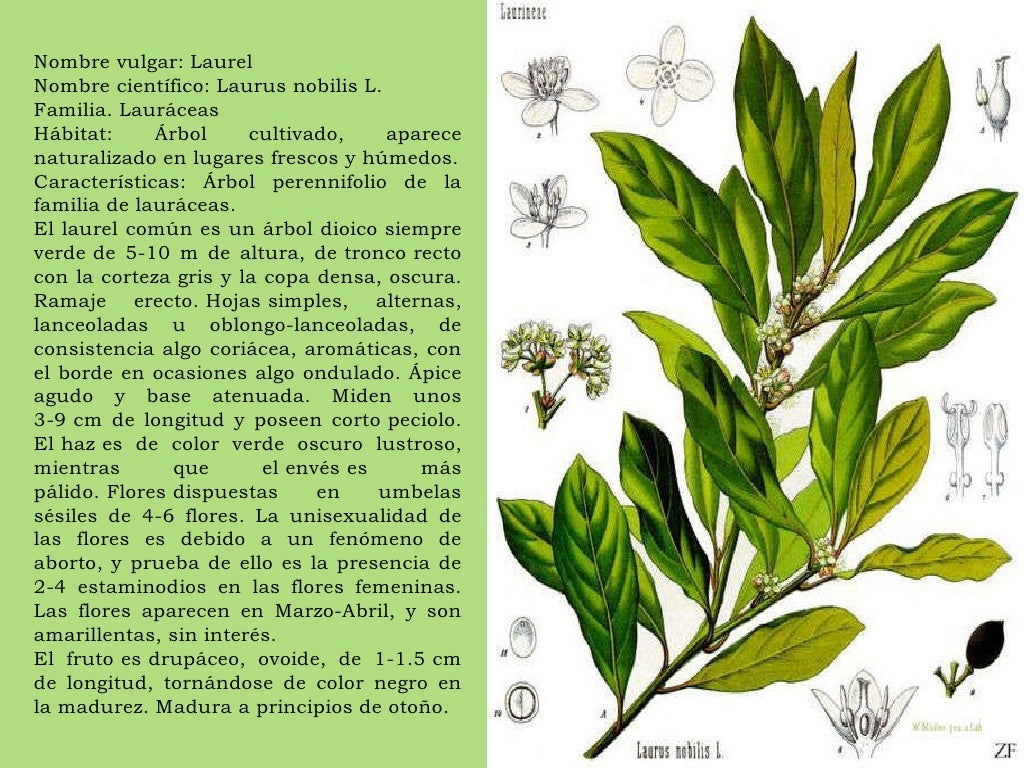 Предохранители laurel 35