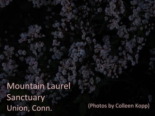 Mountain Laurel Sanctuary Union, Conn. (Photos by Colleen Kopp) 