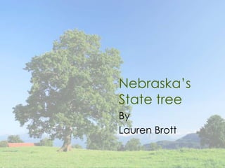 Nebraska’s
State tree
By
Lauren Brott
 