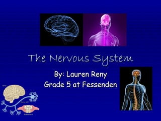 The Nervous System By: Lauren Reny Grade 5 at Fessenden 