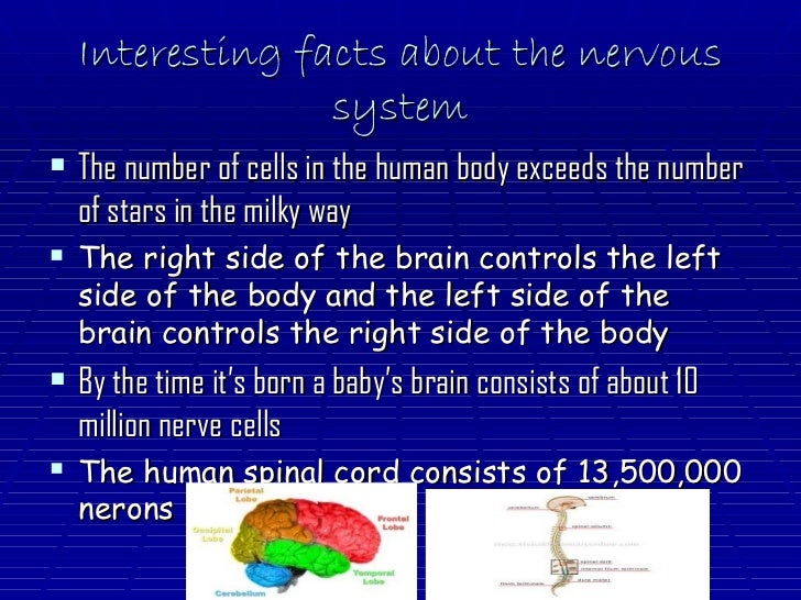 Lauren reny laurens nervous system show