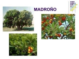 MADROÑO  