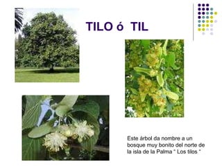 TILO ó  TIL  Este árbol da nombre a un bosque muy bonito del norte de la isla de la Palma “ Los tilos “  
