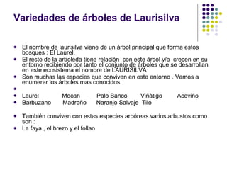 Variedades de árboles de Laurisilva El nombre de laurisilva viene de un árbol principal que forma estos bosques : El Laurel.  El resto de la arboleda tiene relación  con este árbol y/o  crecen en su entorno recibiendo por tanto el conjunto de árboles que se desarrollan en este ecosistema el nombre de LAURISILVA Son muchas las especies que conviven en este entorno . Vamos a enumerar los árboles mas conocidos. Laurel  Mocan  Palo Banco  Viñàtigo  Aceviño Barbuzano  Madroño  Naranjo Salvaje  Tilo  También conviven con estas especies arbóreas varios arbustos como son : La faya , el brezo y el follao  