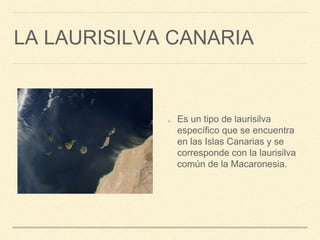 LA LAURISILVA CANARIA
Es un tipo de laurisilva
específico que se encuentra
en las Islas Canarias y se
corresponde con la laurisilva
común de la Macaronesia.
 