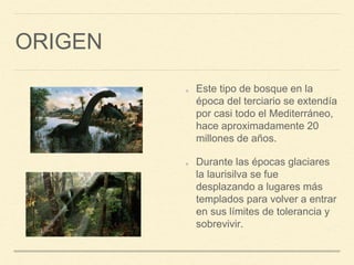 ORIGEN
Este tipo de bosque en la
época del terciario se extendía
por casi todo el Mediterráneo,
hace aproximadamente 20
millones de años.
Durante las épocas glaciares
la laurisilva se fue
desplazando a lugares más
templados para volver a entrar
en sus límites de tolerancia y
sobrevivir.
 