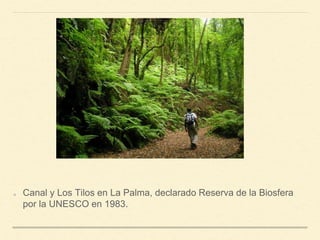 Canal y Los Tilos en La Palma, declarado Reserva de la Biosfera
por la UNESCO en 1983.
 