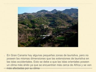 En Gran Canaria hay algunas pequeñas zonas de laurisilva, pero no
poseen las mismas dimensiones que las extensiones de laurisilva en
las islas occidentales. Esto se debe a que las islas orientales poseen
un clima más árido ya que se encuentran más cerca de Africa y se ven
más afectadas por su clima
 