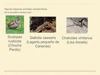 Algunas especies animales características
de la laurisilva canaria son:
Scolopax
rusticola
(Chocha
Perdiz)
Gallotia caesaris
(Lagarto pequeño de
Canarias)
Chalcides viridanus
(Lisa dorada)
 