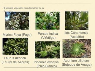 Especies vegetales características de la
laurisilva:
Myrica Faya (Faya) Persea indica
(Viñátigo)
Ílex Canariensis
(Acebiño)
Laurus azorica
(Laurel de Azores) Picconia excelsa
(Palo Blanco)
Aeonium ciliatum
(Bejeque de Anaga)
 