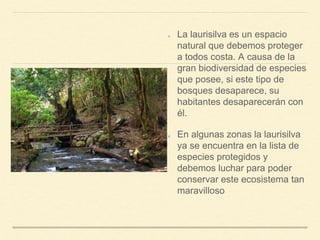 La laurisilva es un espacio
natural que debemos proteger
a todos costa. A causa de la
gran biodiversidad de especies
que posee, si este tipo de
bosques desaparece, su
habitantes desaparecerán con
él.
En algunas zonas la laurisilva
ya se encuentra en la lista de
especies protegidos y
debemos luchar para poder
conservar este ecosistema tan
maravilloso
 