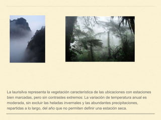 La laurisilva representa la vegetación característica de las ubicaciones con estaciones
bien marcadas, pero sin contrastes extremos: La variación de temperatura anual es
moderada, sin excluir las heladas invernales y las abundantes precipitaciones,
repartidas a lo largo, del año que no permiten definir una estación seca.
 