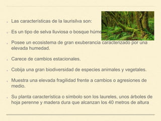 Las características de la laurisilva son:
Es un tipo de selva lluviosa o bosque húmedo.
Posee un ecosistema de gran exuberancia caracterizado por una
elevada humedad.
Carece de cambios estacionales.
Cobija una gran biodiversidad de especies animales y vegetales.
Muestra una elevada fragilidad frente a cambios o agresiones de
medio.
Su planta característica o símbolo son los laureles, unos árboles de
hoja perenne y madera dura que alcanzan los 40 metros de altura
 