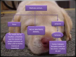 Maltrato animal…




     físico                                   psíquico

                      NO AL MALTRATO
                         ANIMAL.
 Por medio de los                             torturas
insultos y traumas
 que les causan al
probar químicos en
ellos y de la misma                        Como: trabajos
     manera el                            forzados como en
    maquillaje.                          los circos o trafico
                                                de piel
 